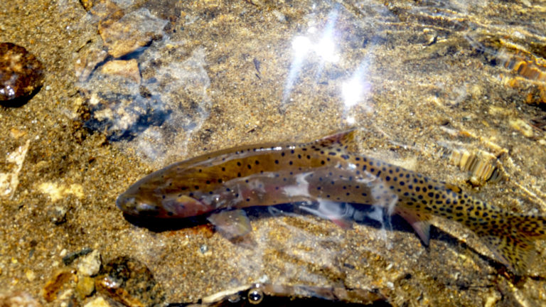 A fish discovered in the river while colorado river rafting