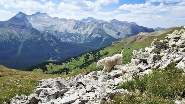 Mountain goat in a mountain range from Aspen road trip