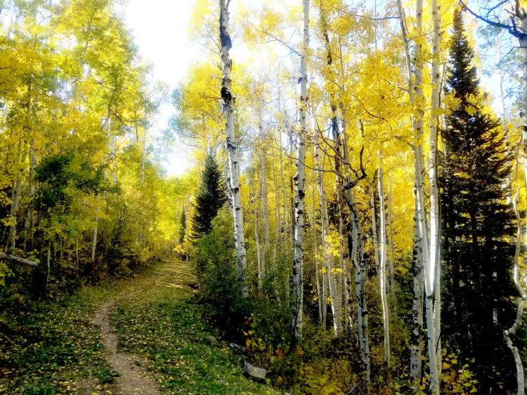 Quaking Aspens with leaves changing color.